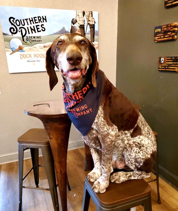 /images/uploads/southeast german shorthaired pointer rescue/segspcalendarcontest2021/entries/21855thumb.jpg